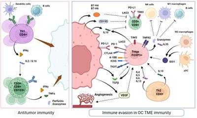 Targeting the immune microenvironment for ovarian cancer therapy